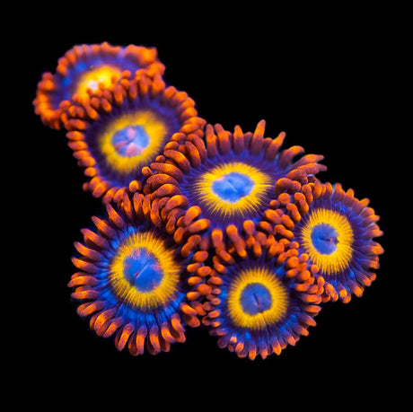 Zoanthids