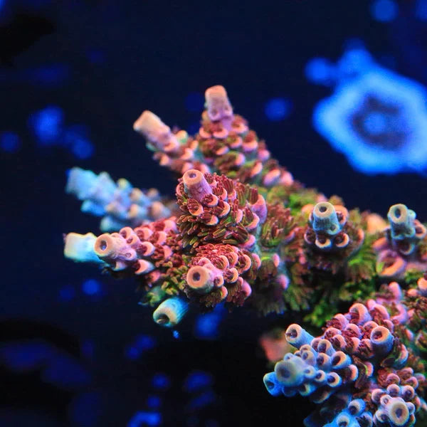 TSA Fruity Pebbles Acropora