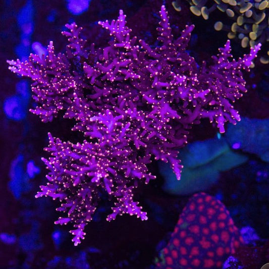 WWC Little Red Ferrari Acropora - USA Shipment - Cut to Order