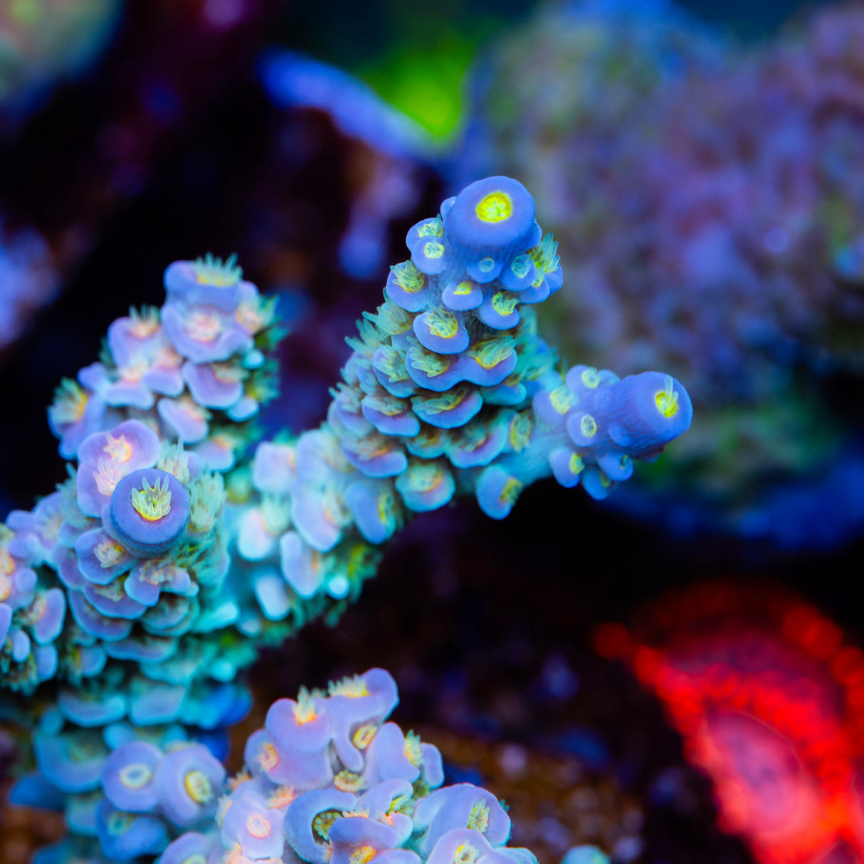 CS Aquaman Acropora