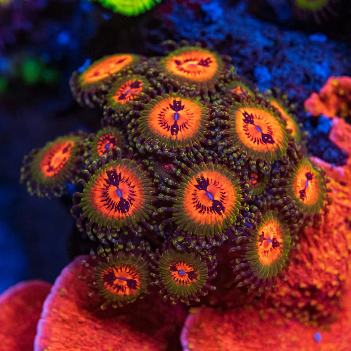 OG Bowtie Blaster Zoanthids