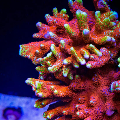 Bubble Gum Montipora Digitata - Classic - Cut on Demand