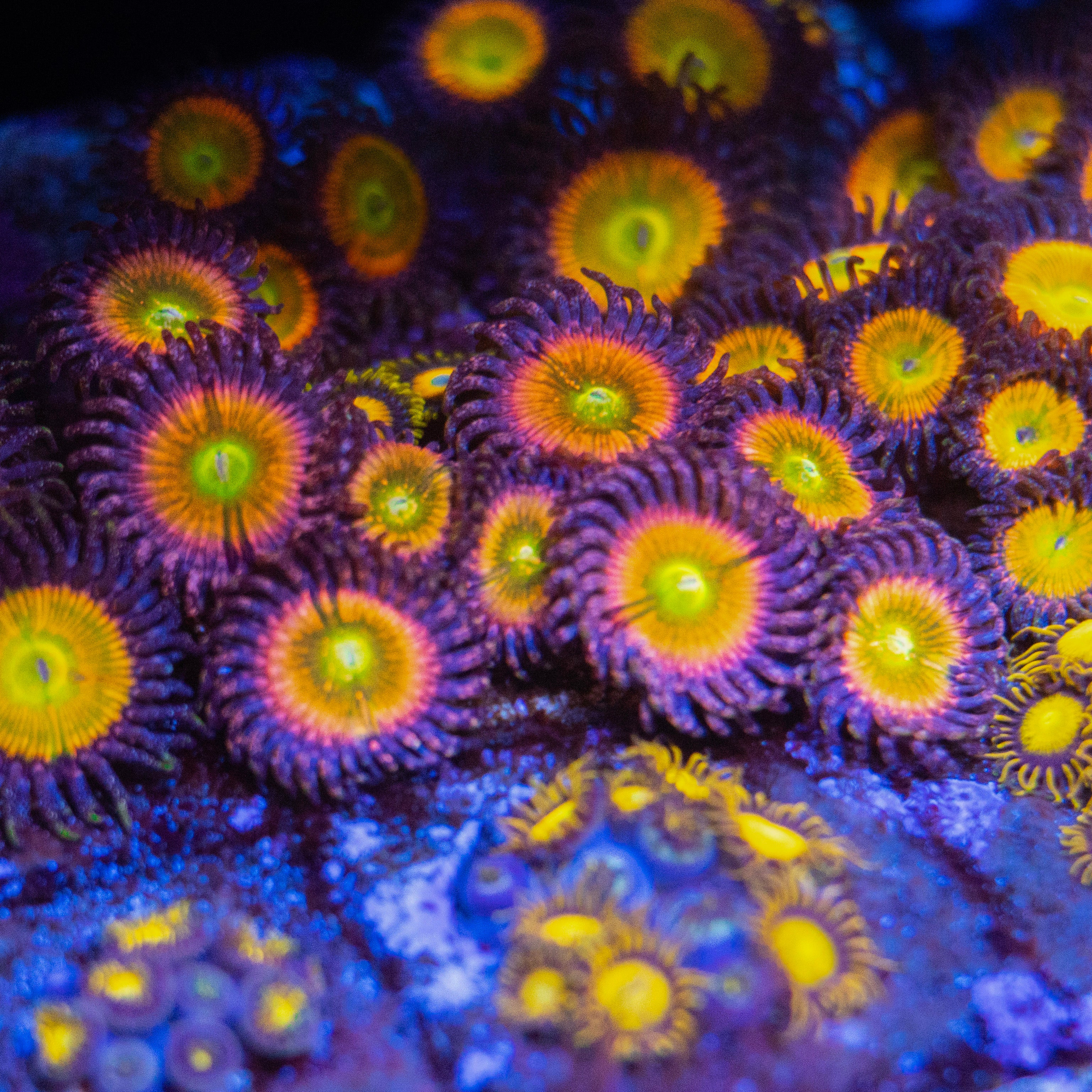 Rainbow Infusion Zoanthids - Classic