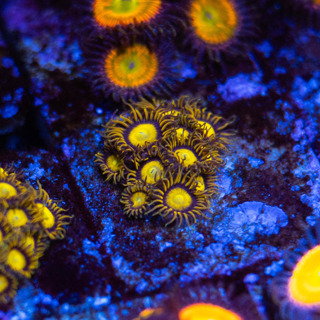 OG King Midas Zoanthids