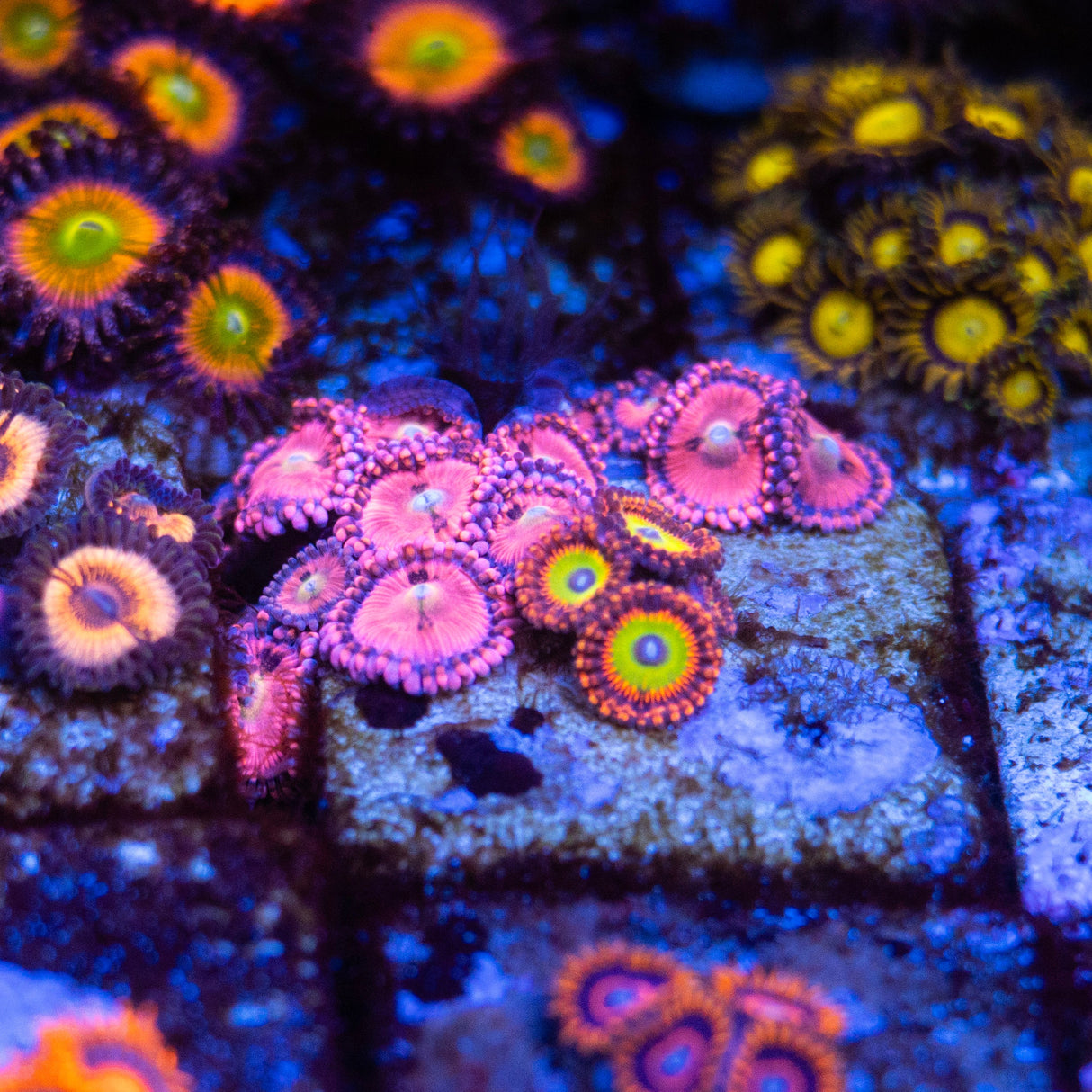 OG Pink Sakura Zoanthids