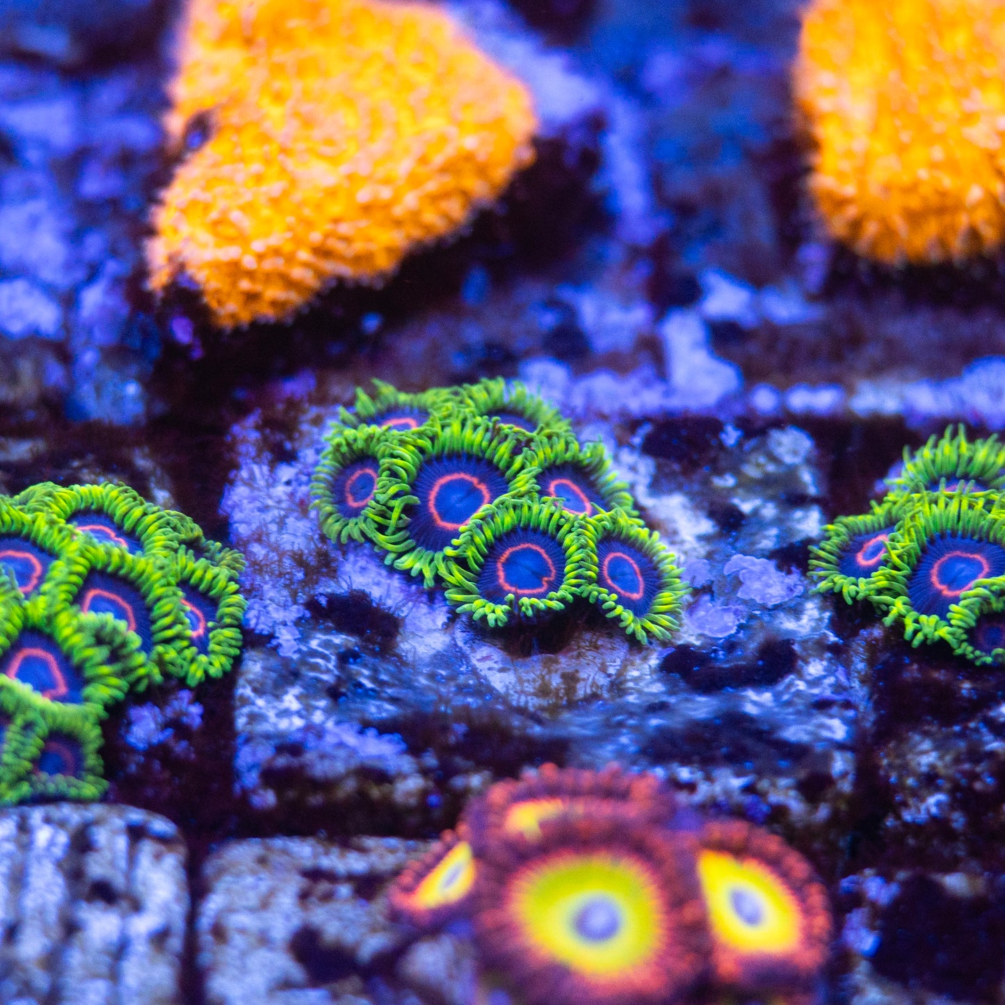 TSA Purple Hearted Zoanthids - Cut to Order