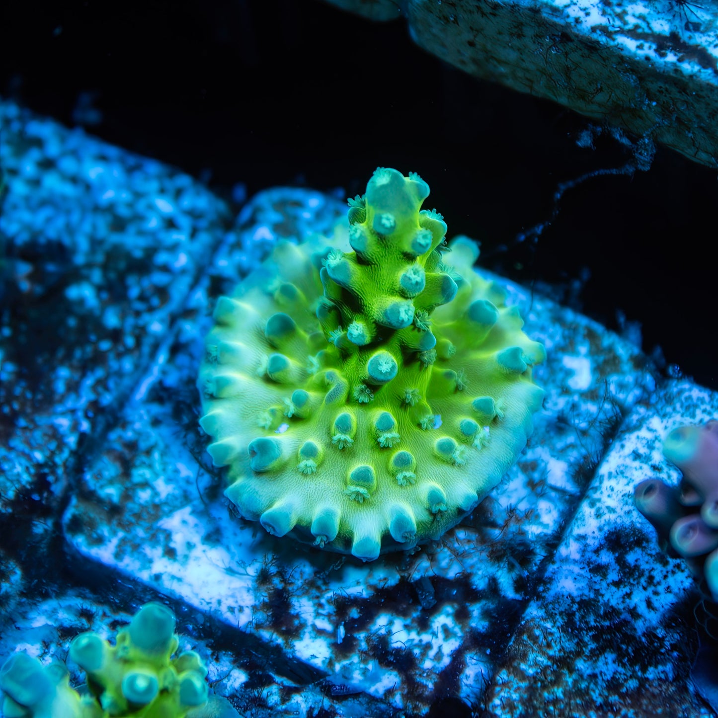 CS Electric Tort Acropora - Cut to Order