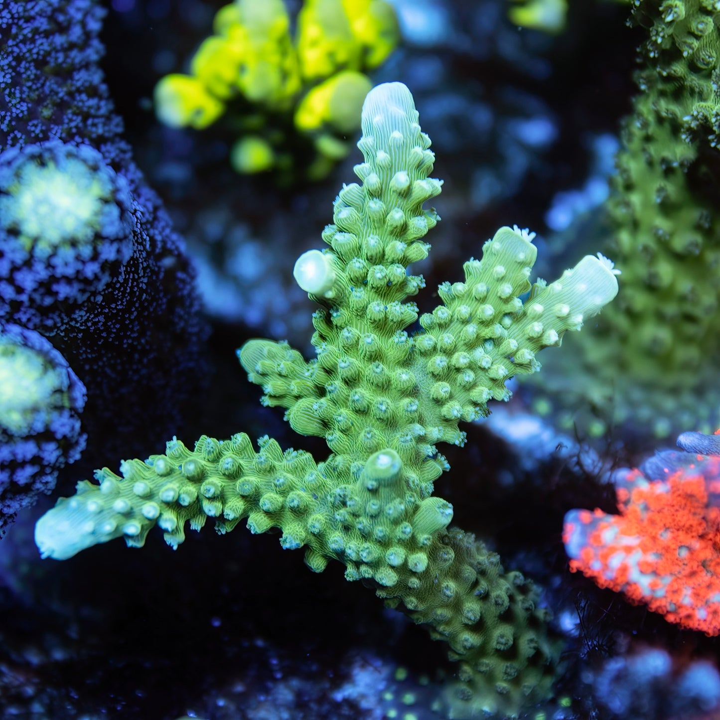 CS Lime Stag Acropora - Cut to Order