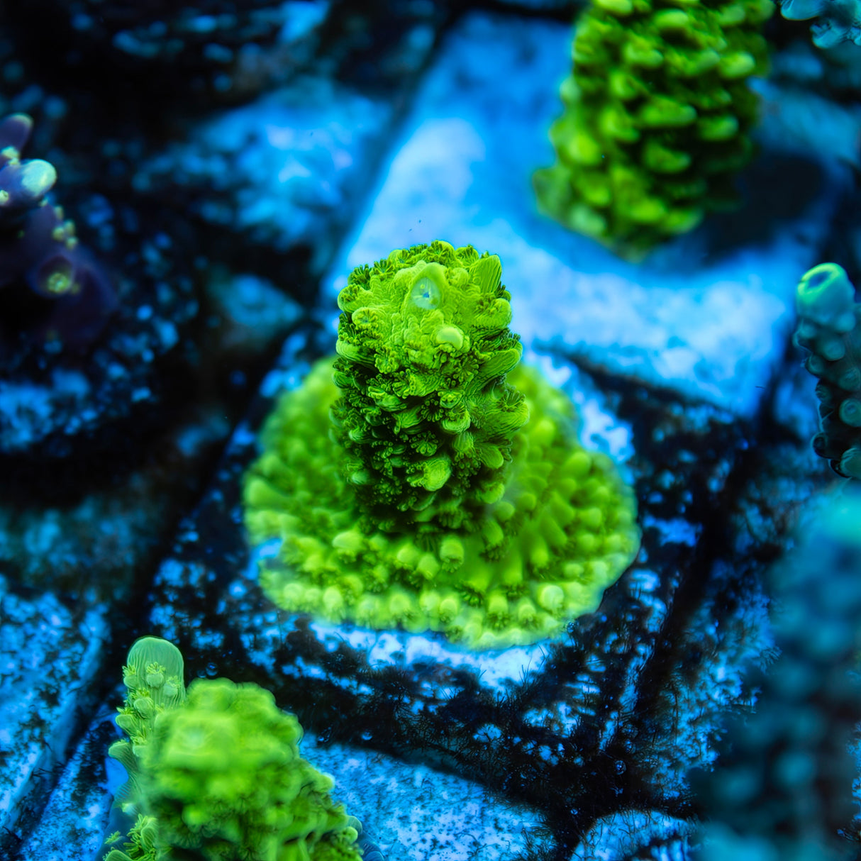 OG Green Slimer Acropora Staghorn