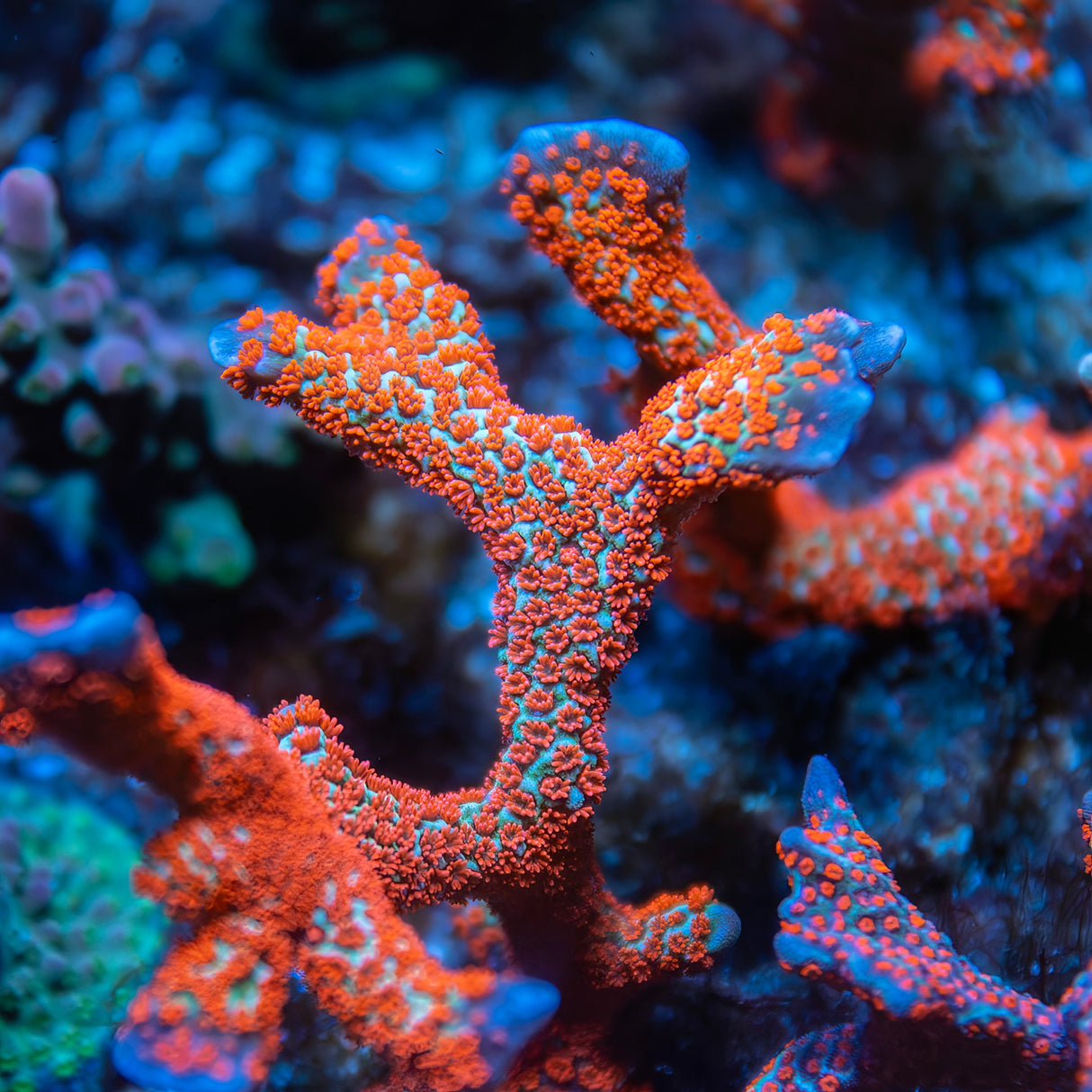 OG Forest Fire Montipora Digitata