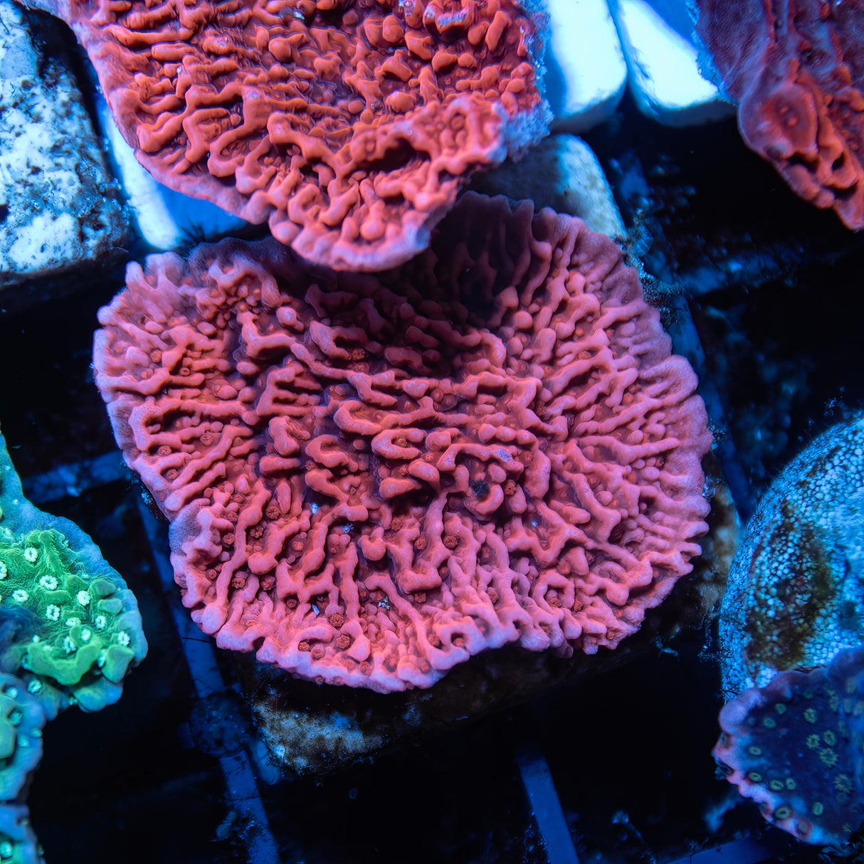 OG Red Montipora Cap