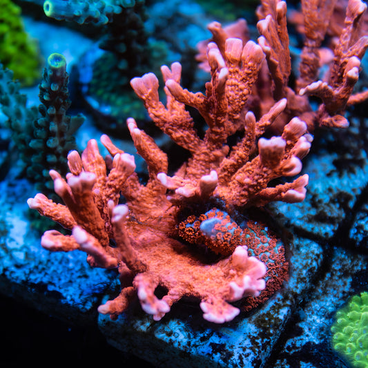 Spy's Red Montipora Hirsuta - Classic - FREE