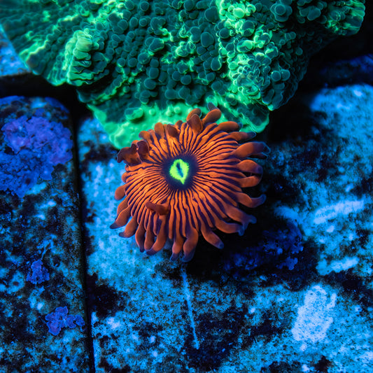 Red People Eater Zoanthids - Cut to Order