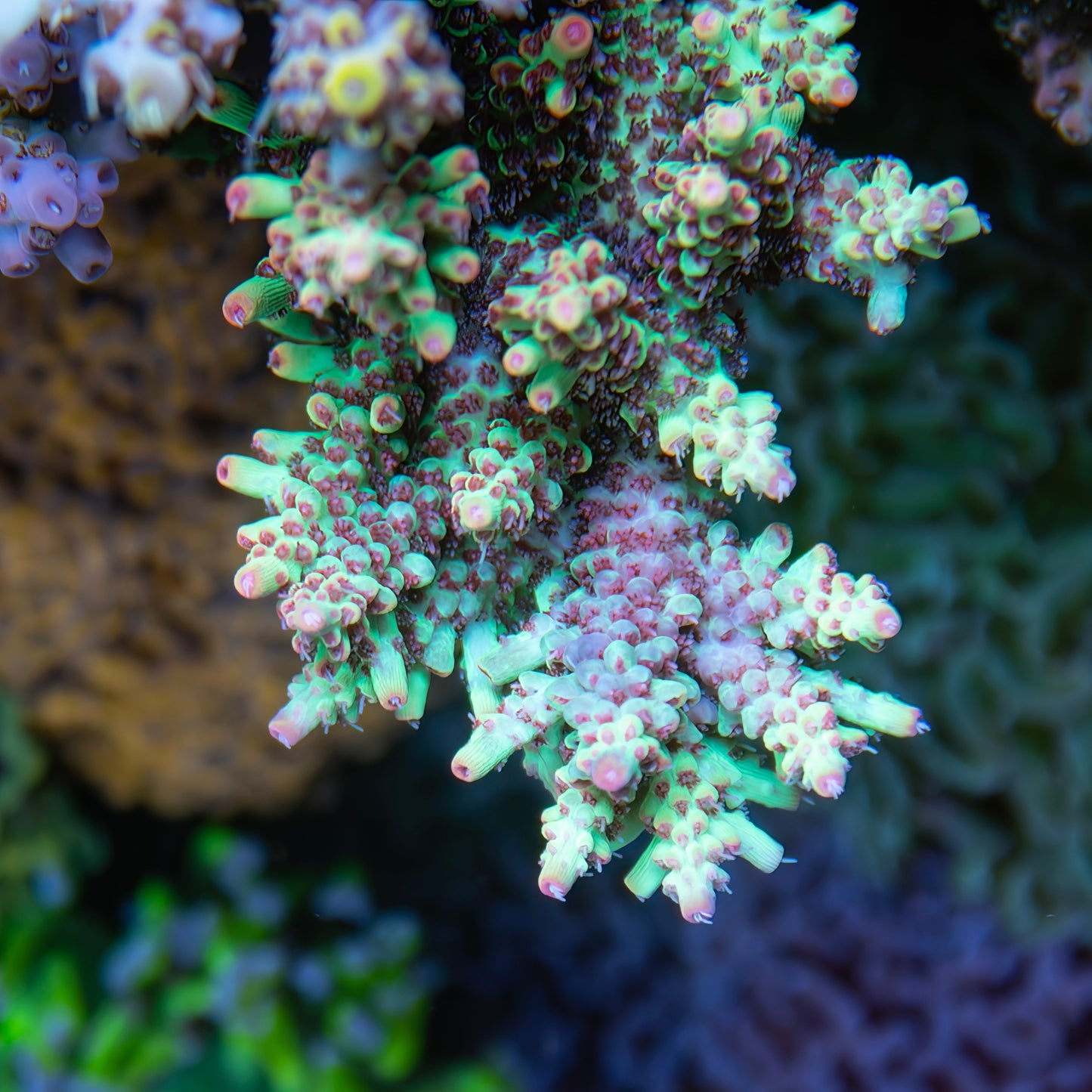 Strawberry Shortcake Acropora (SSC) - Classic - Cut to Order