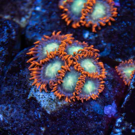 Star Foxx Zoanthids - Cut to Order