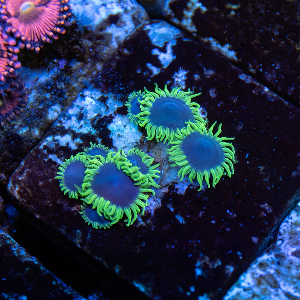 OG Joker Zoanthids