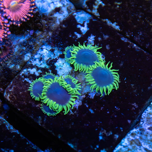 Joker Zoanthids - Cut to Order