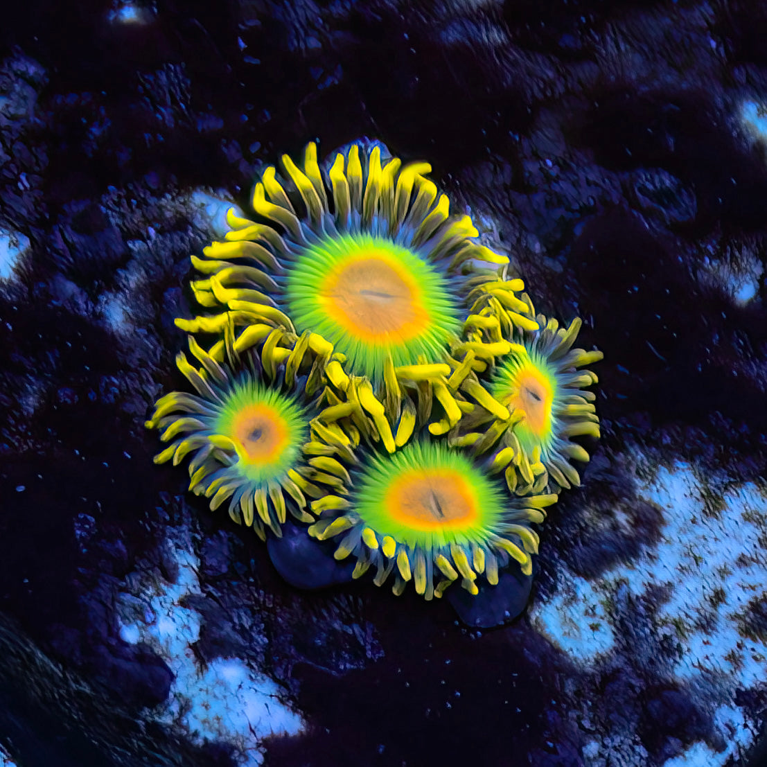 OG Rasta Zoanthids