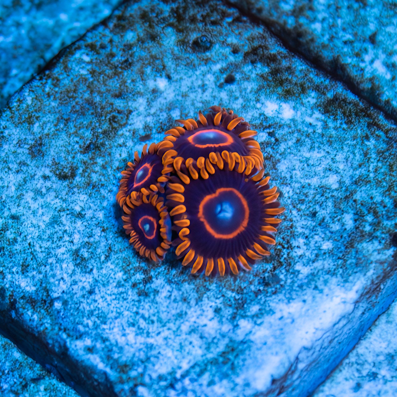 Red Hornets Zoanthids