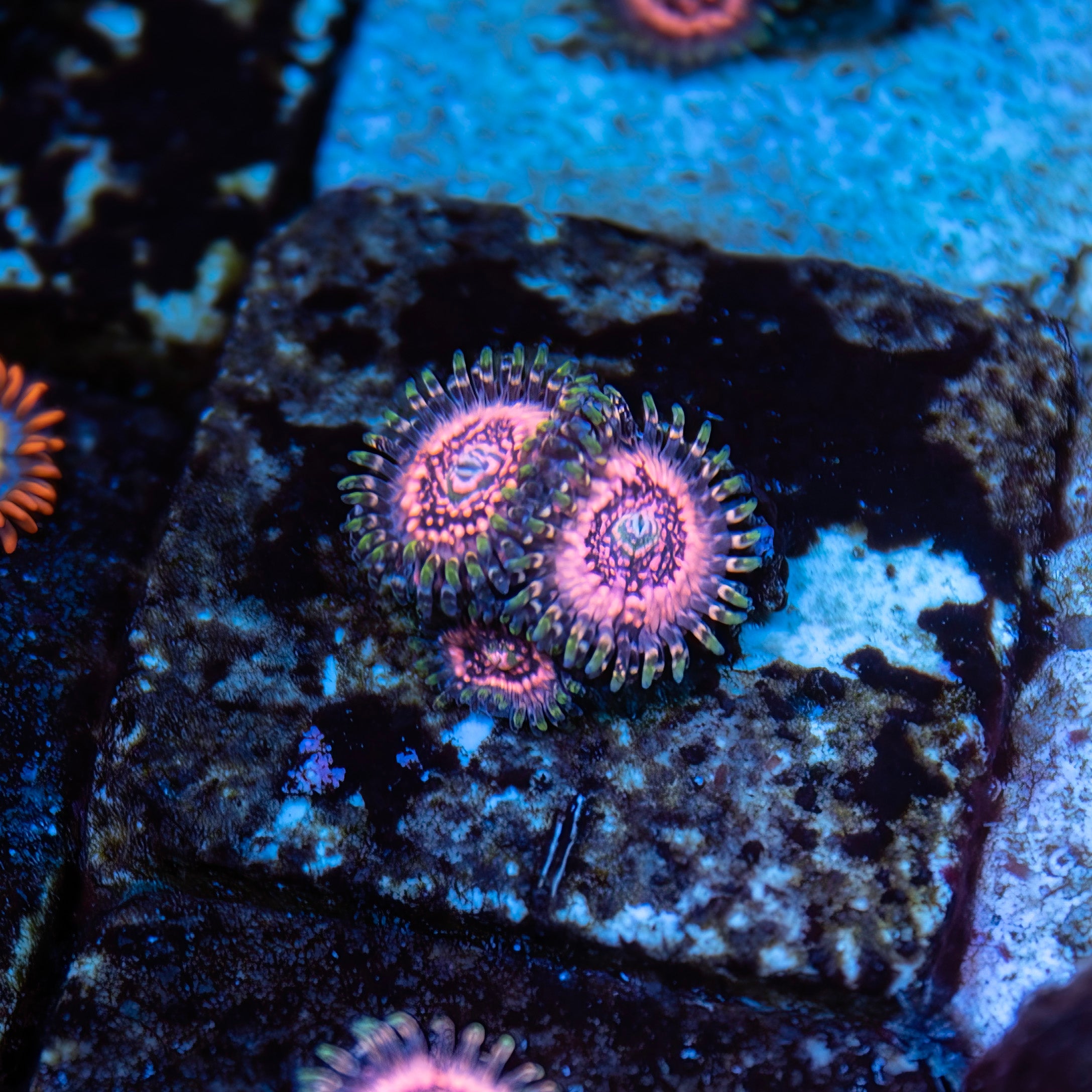 Pink Zippers Zoanthids - Classic