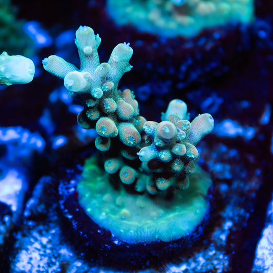 CS Wild Rainbow Acropora - CS Signature - Cut to Order