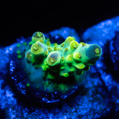 CS radioactive Splice Deepwater Acropora - Cut to Order