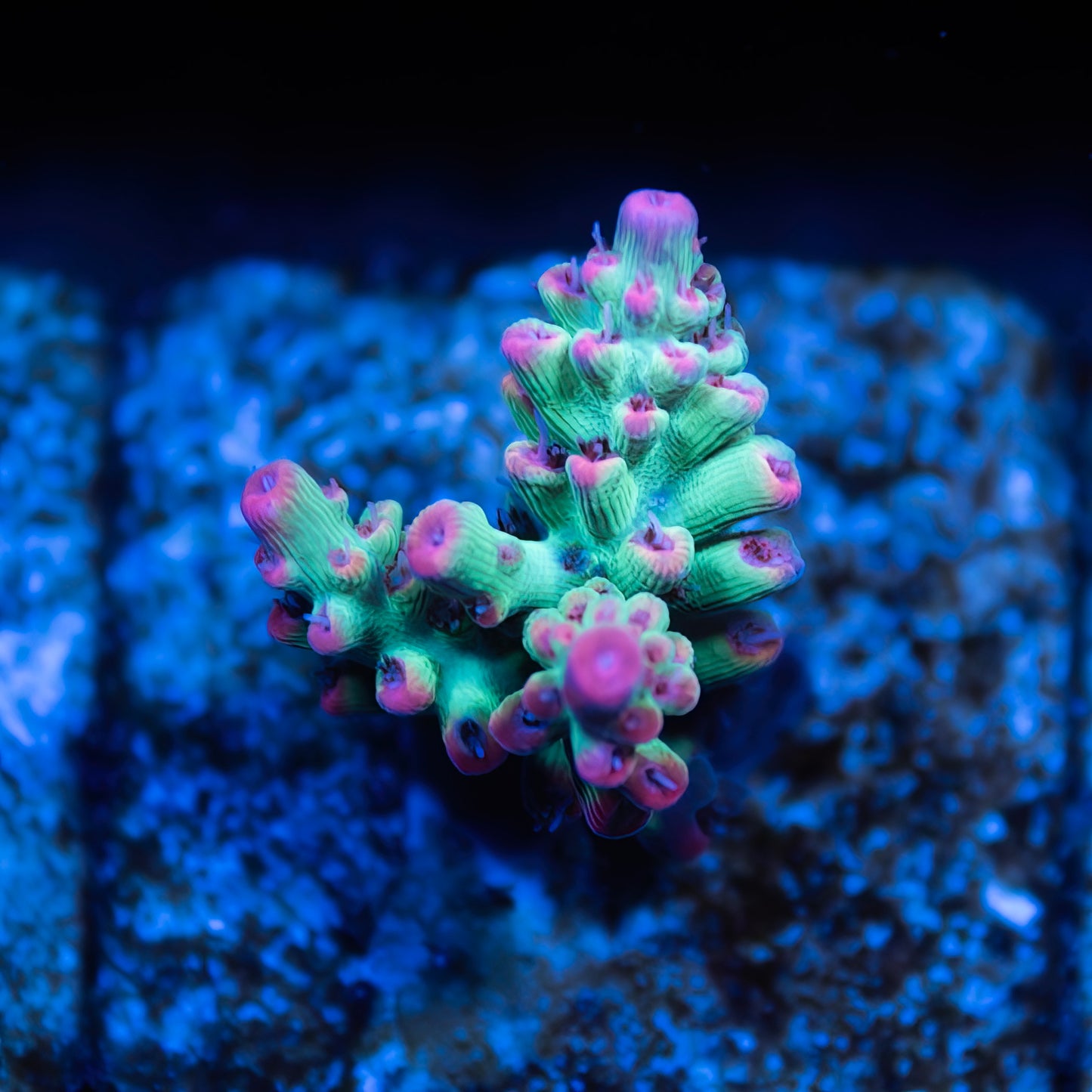 Strawberry Shortcake Acropora (SSC) - Classic - Cut to Order