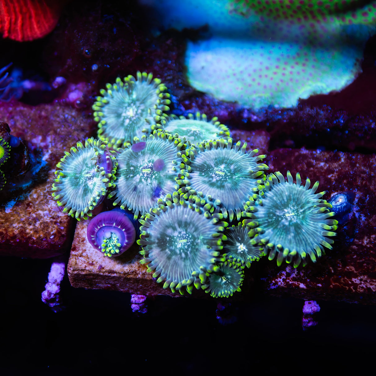 Hawaiian People Eater Zoanthids