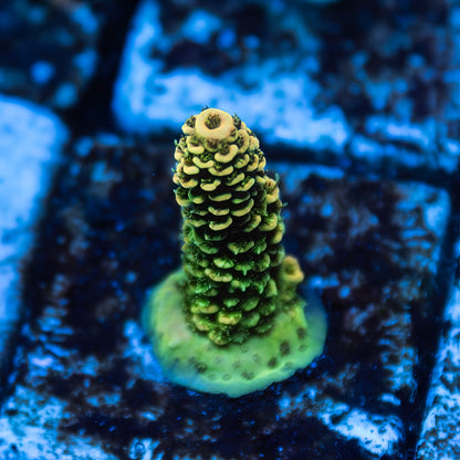 CS Persian Gold Acropora Millipora - CS Signature - Cut to Order