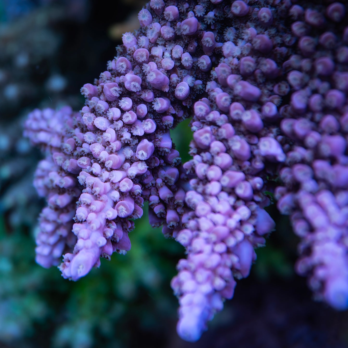 Purple Stag Acropora - Cut to Order