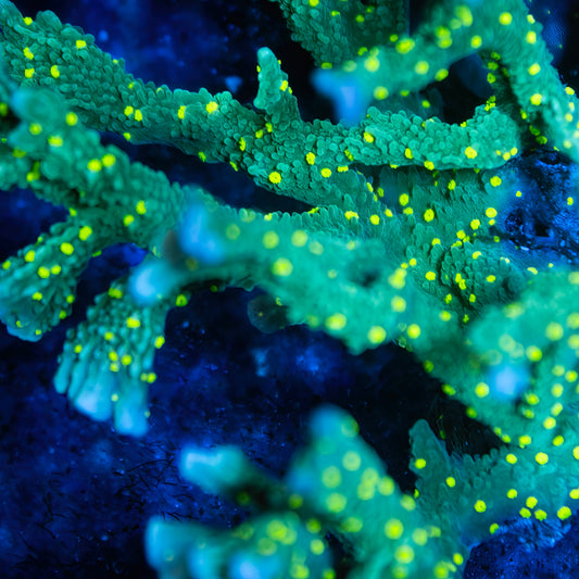 Green Montipora Hirsuta - Classic - FREE