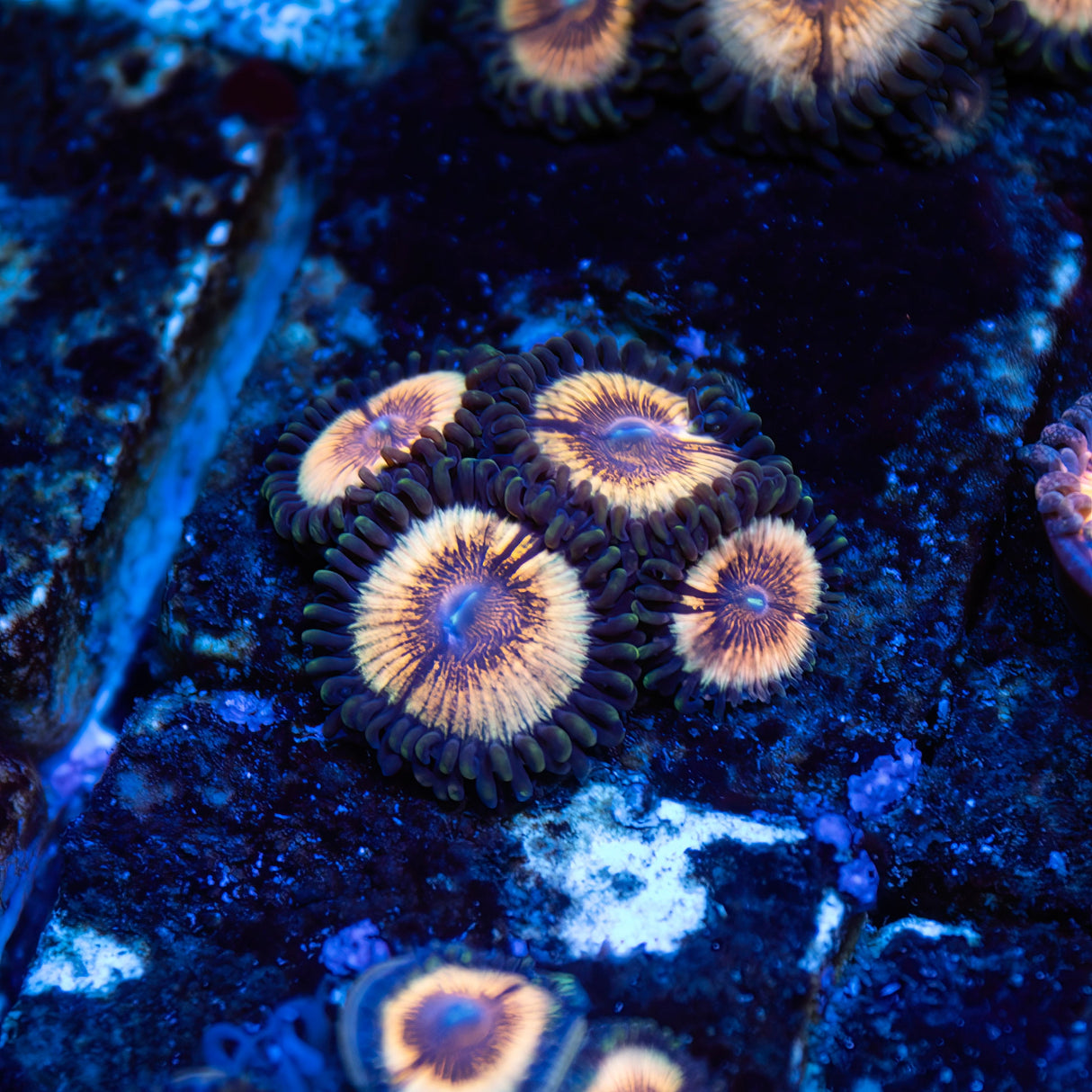 CS Golden Nebula Zoanthids