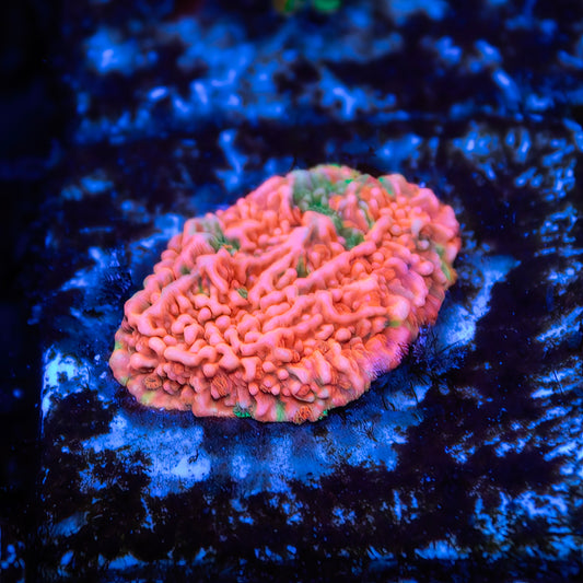 WWC Grafted Montipora - USA - Cut to Order