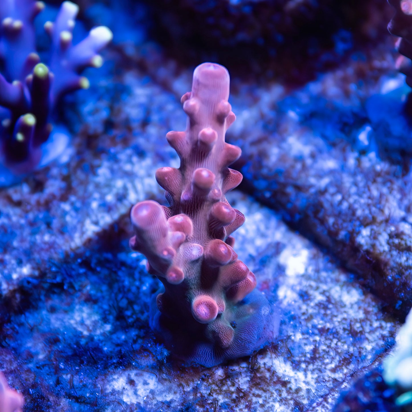 CS Flamingo Acropora - CS Signature - Cut to Order