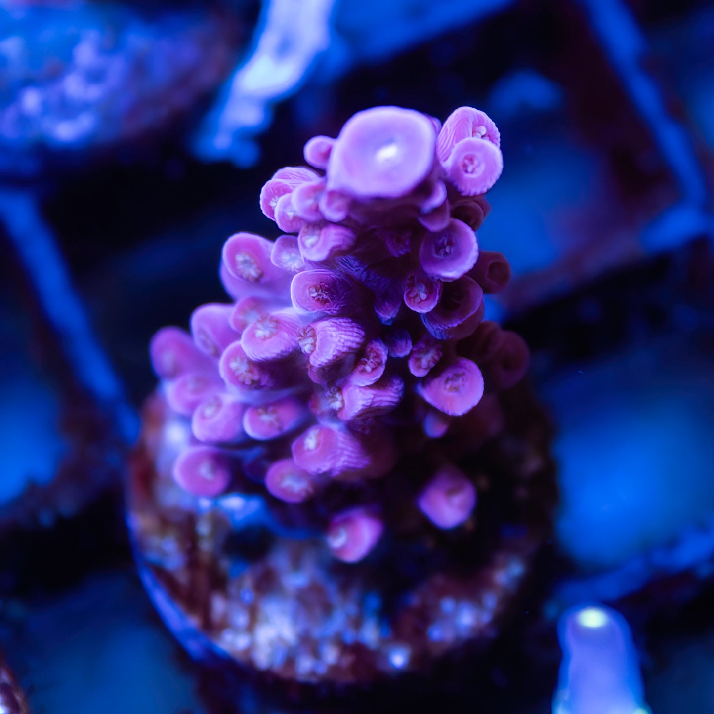 Purple Stag Acropora - Cut to Order