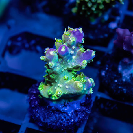 CS Mango Confetti Acropora