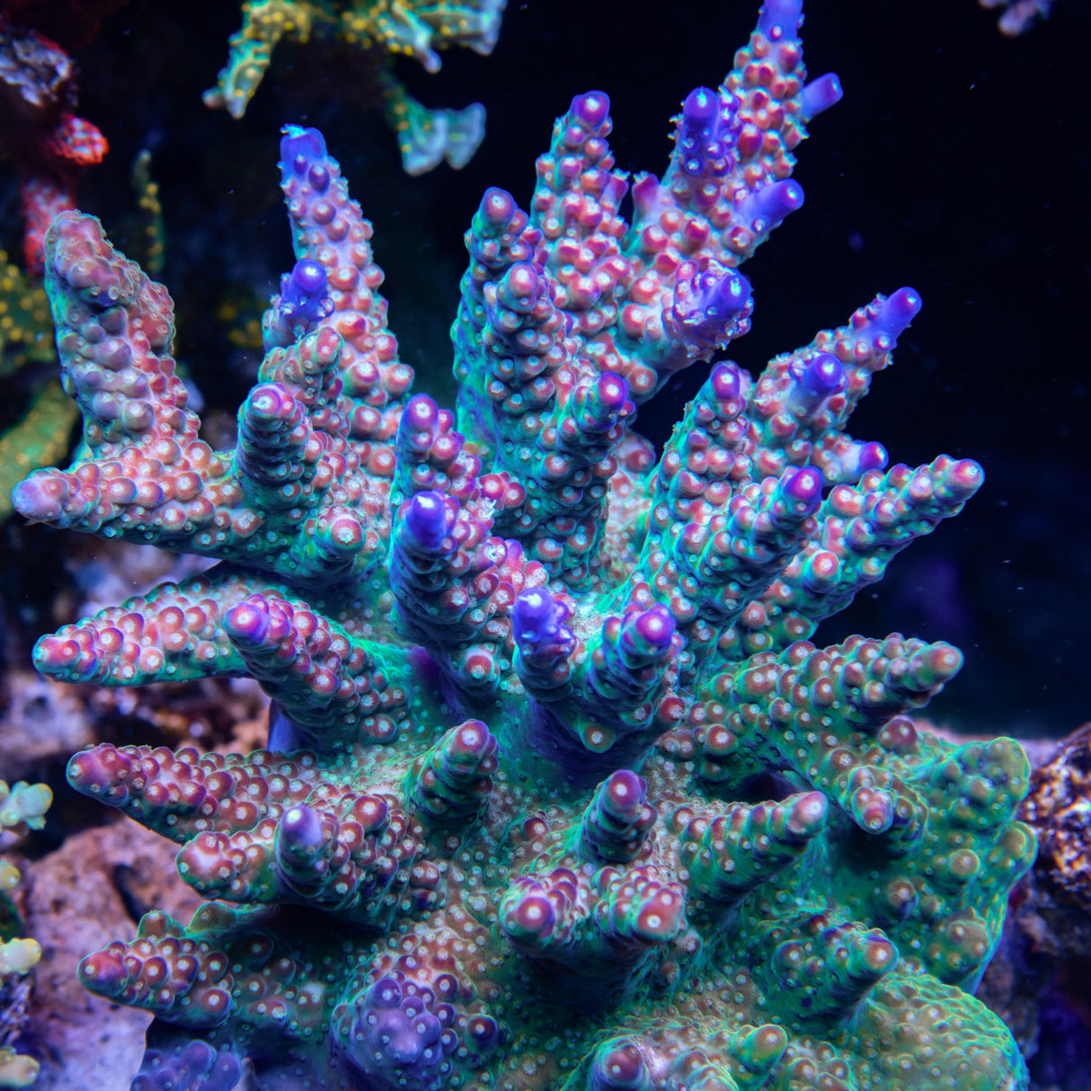 CS Fruity Fireworks Acropora