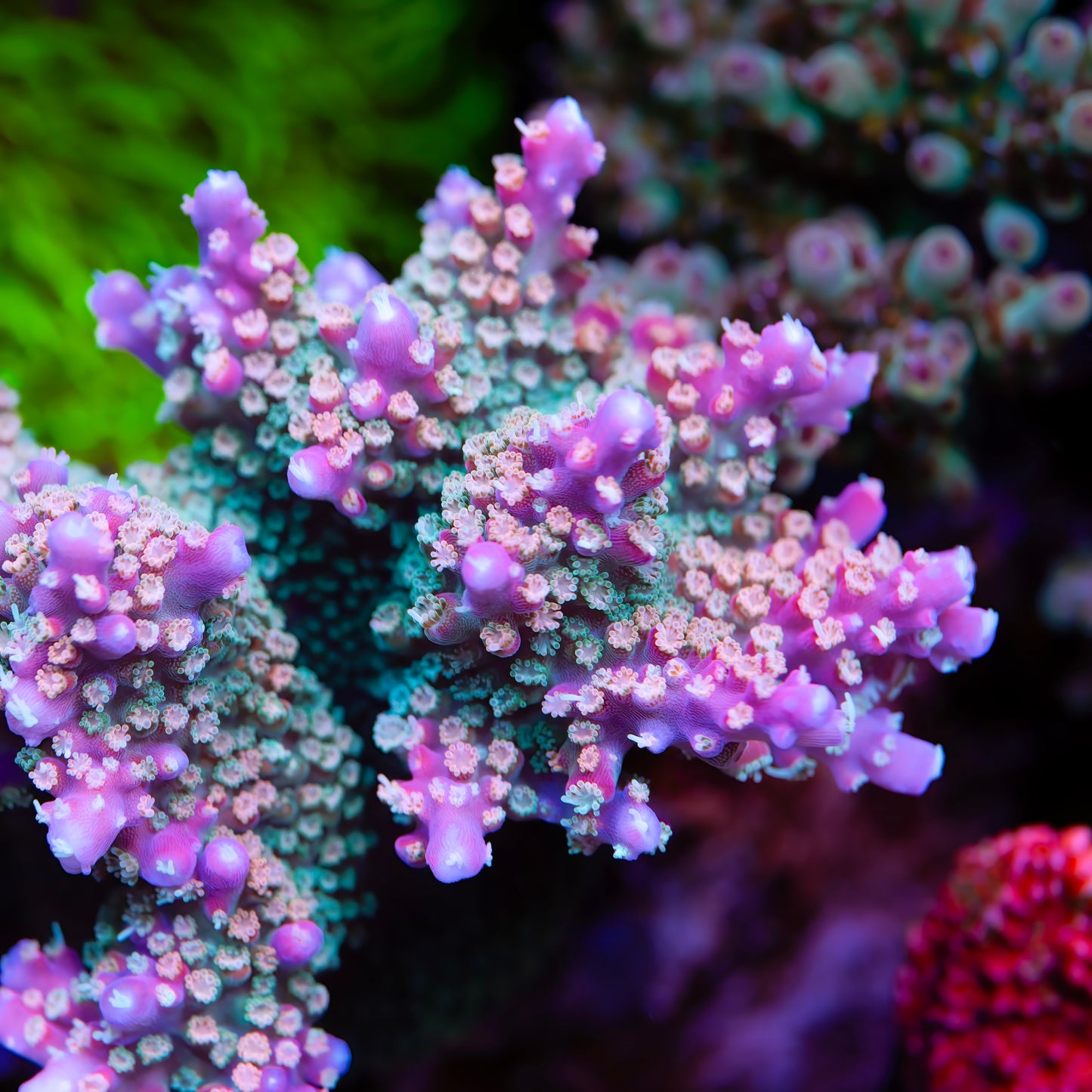 CS Fruity Pebbles Acropora - Cut to Order