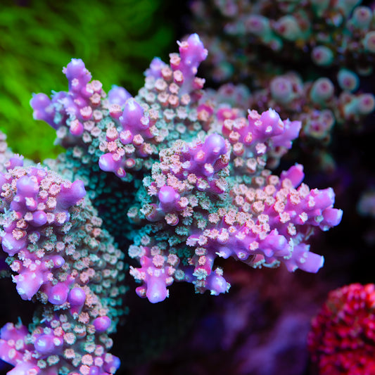 CS Fruity Pebbles Acropora - Cut to Order