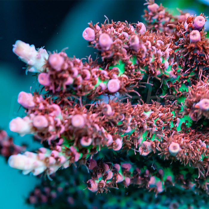 ORA Red Planet Acropora