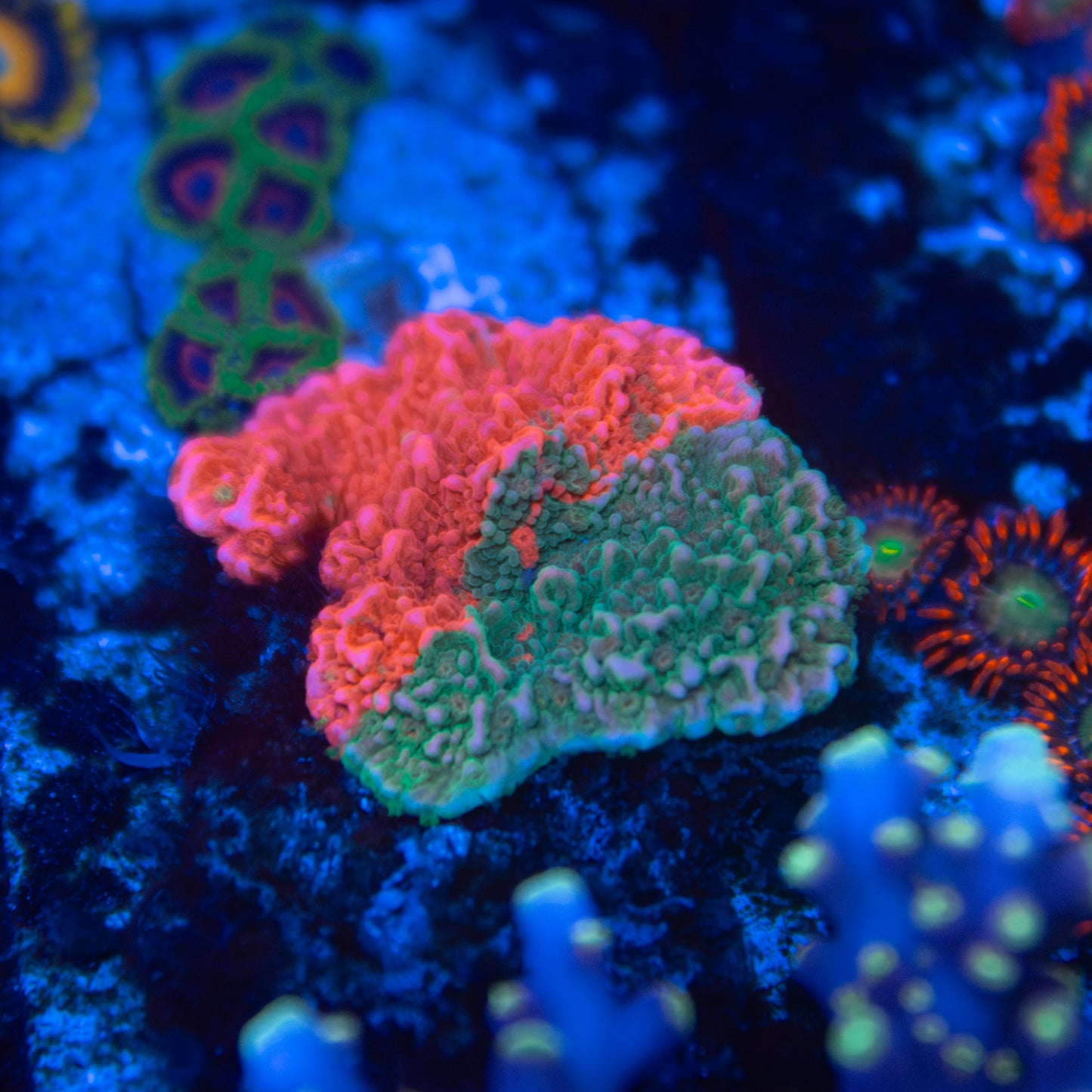 Grafted Montipora Cap - Cut on Demand