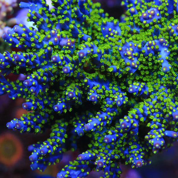 CS Garf Bonsai Acropora