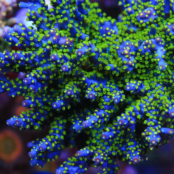 CS Garf Bonsai Acropora - Cut to Order