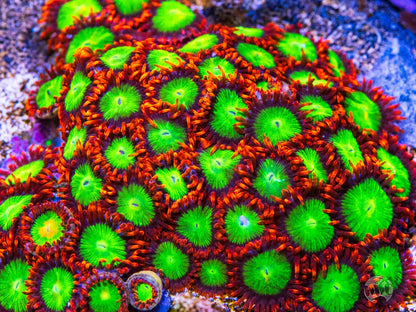 OG Goblins on Fire Zoanthids - USA Shipment - Cut to Order