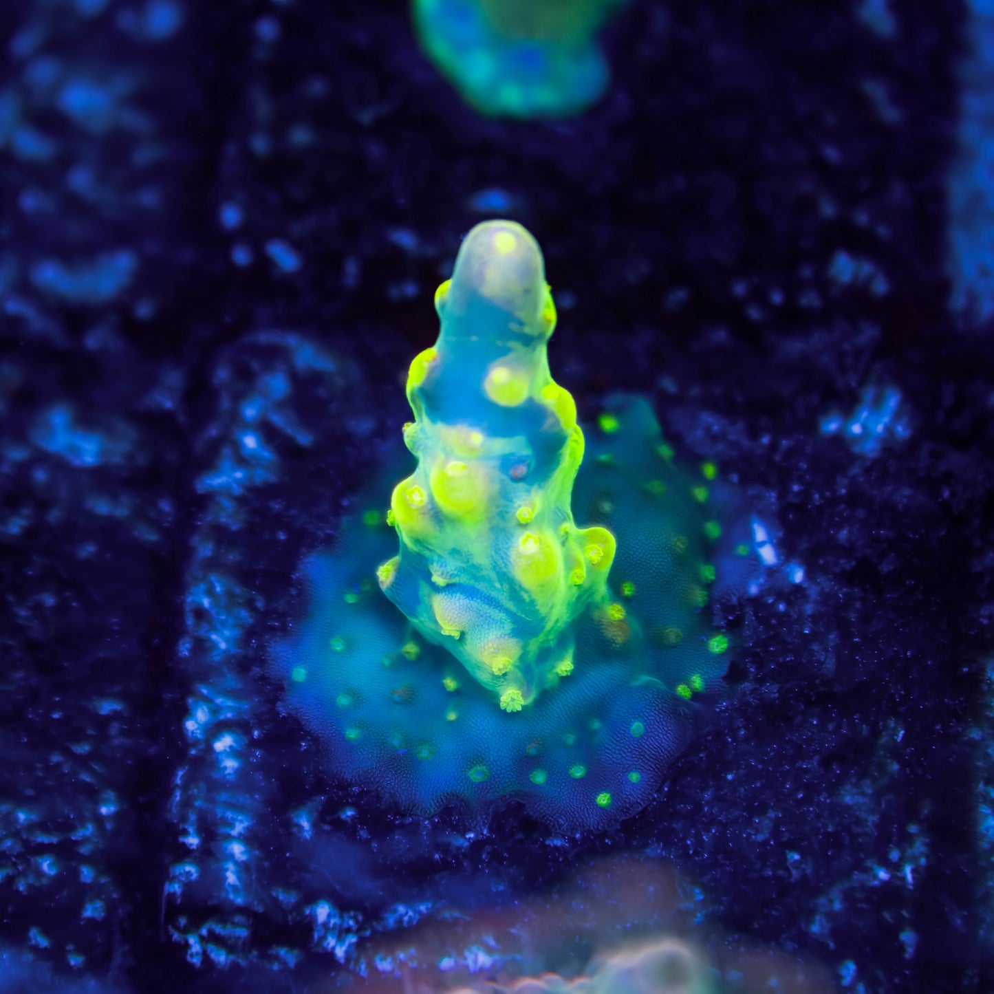 CS radioactive Splice Deepwater Acropora - Cut to Order