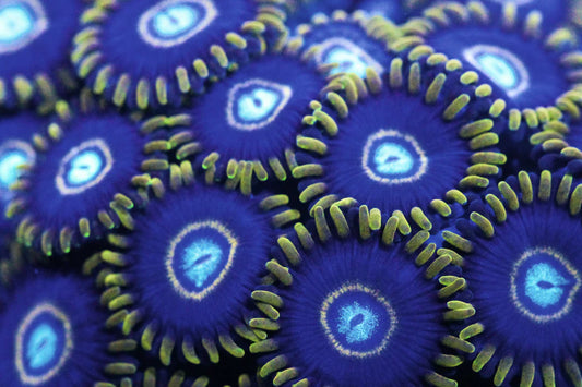 Blue Hornets Zoanthids - USA Shipment - Cut to Order