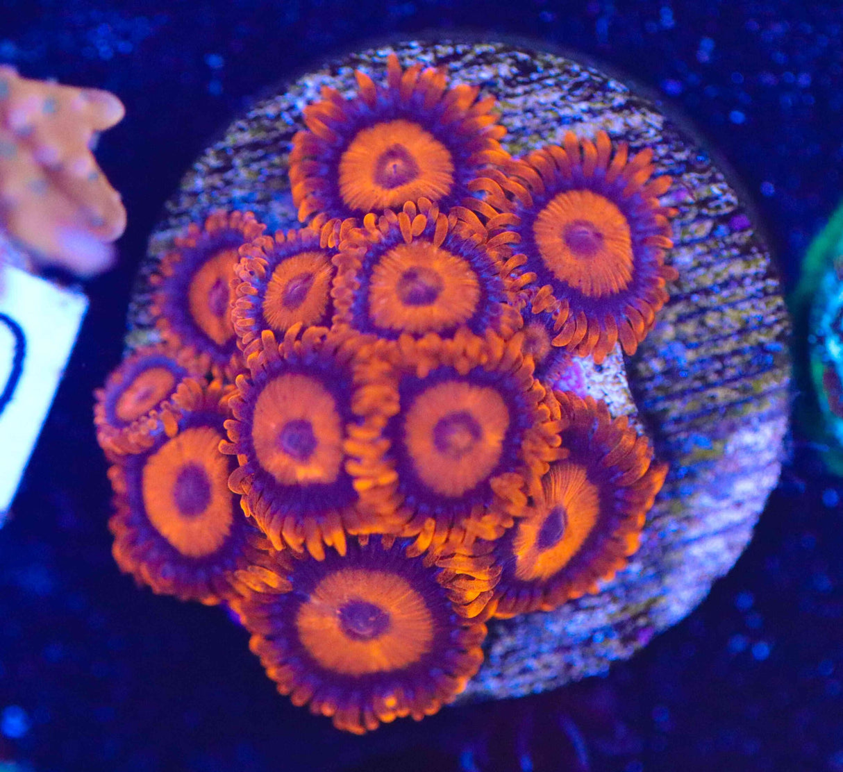 OG Red Oxide Zoanthids