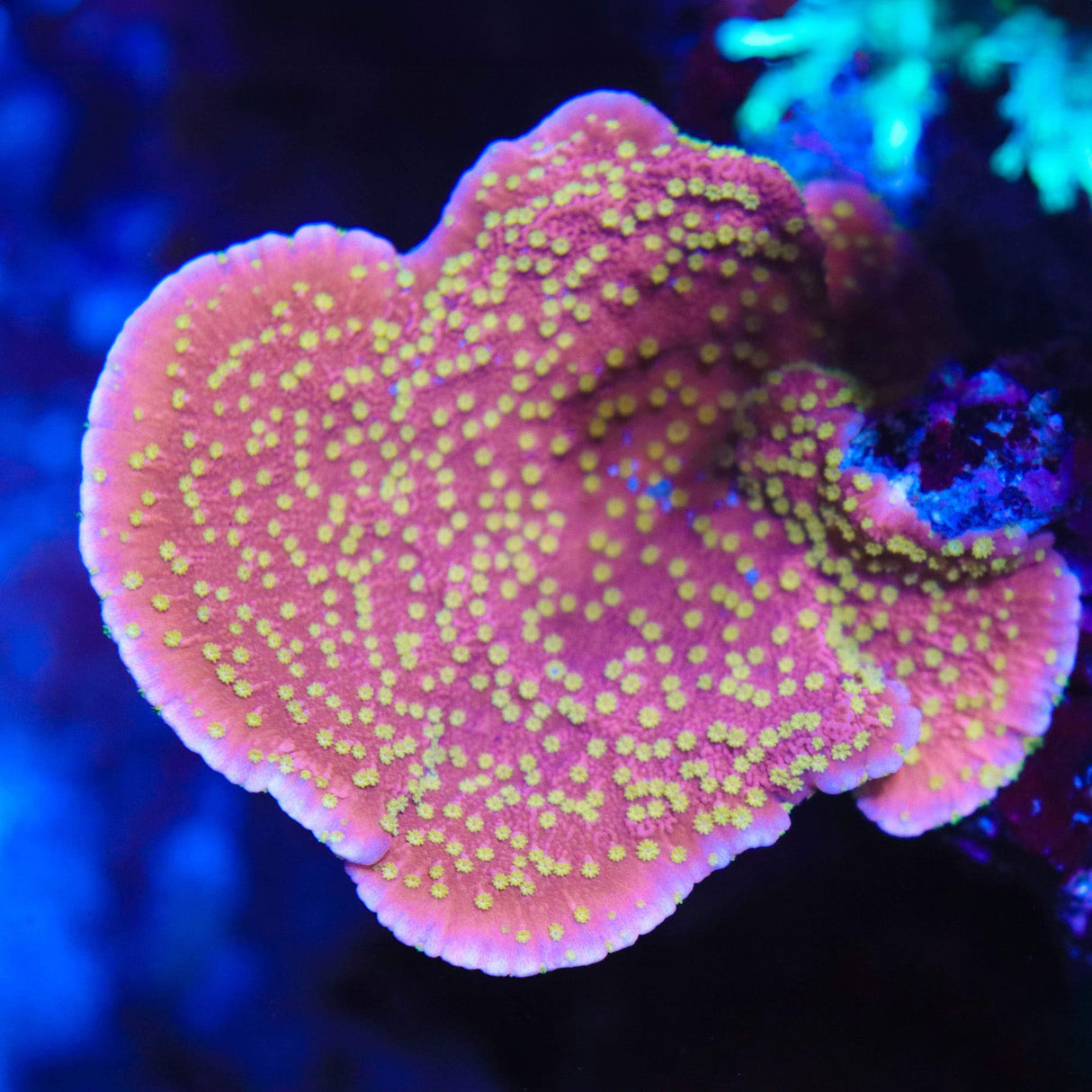 OG Starburst Montipora Cap