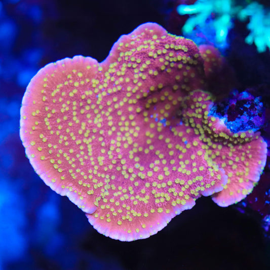 Starburst Montipora Cap - Classic - Cut to Order