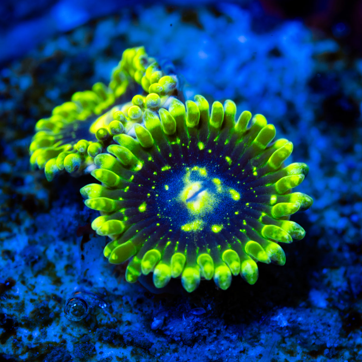 OG Exosphere Zoanthids